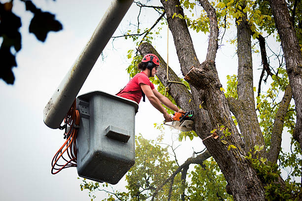 How Our Tree Care Process Works  in Brownsville, TX